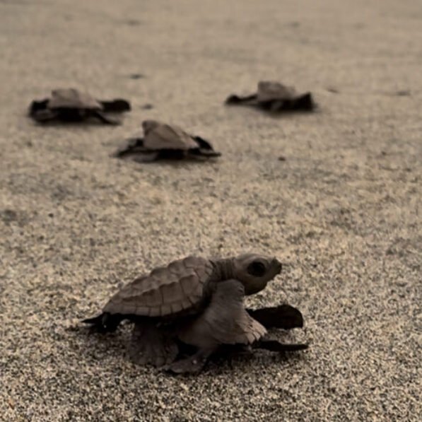 Crías de tortuga marina desplazándose por la arena en Escobilla, Oaxaca.