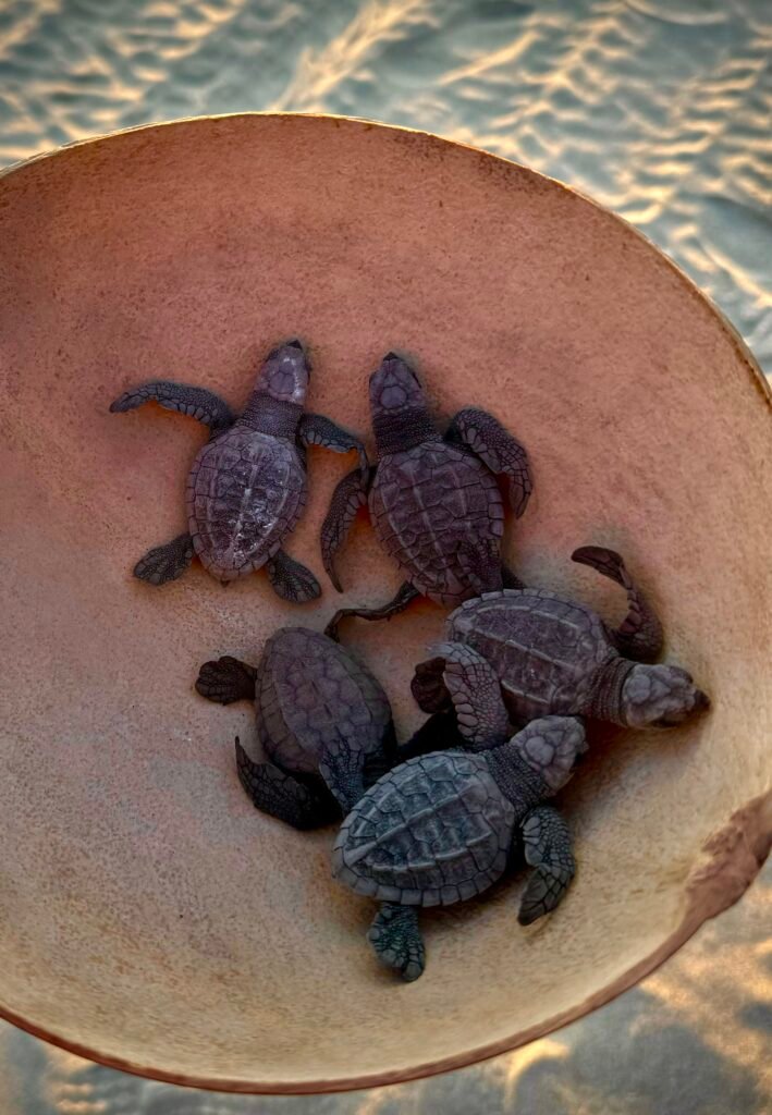Grupo de crías de tortuga marina listas para liberación en Playa Escobilla