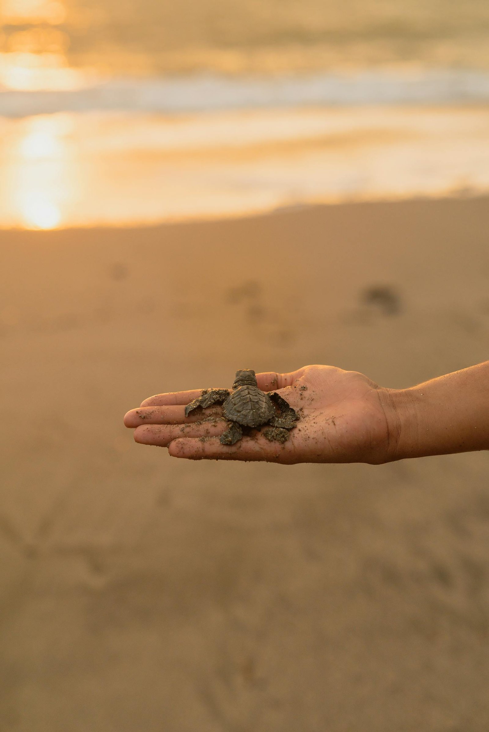 Una persona sostiene una cría de tortuga marina en la playa al atardecer, simbolizando la conservación.