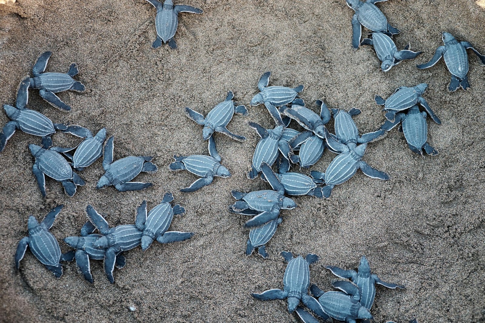 Grupo de crías de tortuga marina sobre la arena en Playa Escobilla, Oaxaca.