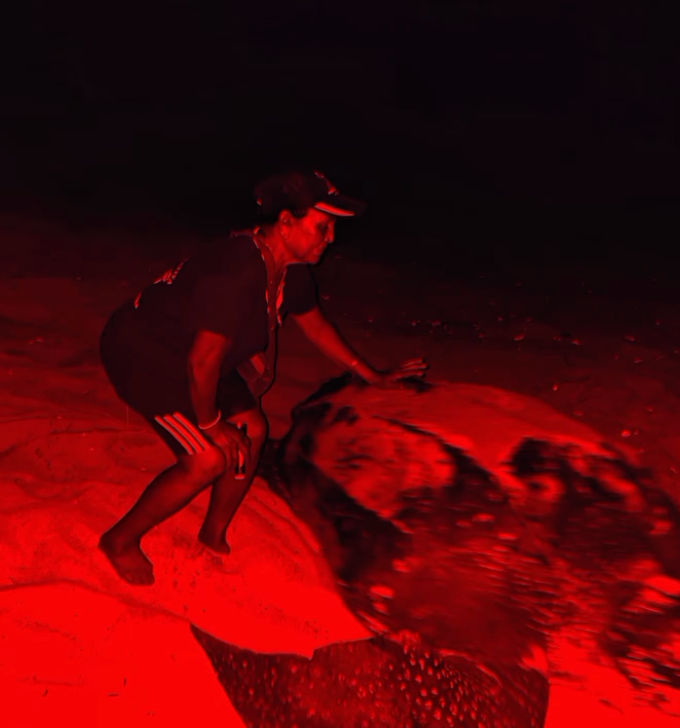 Guía comunitario asistiendo tortuga laúd en recorrido nocturno de conservación en Escobilla.