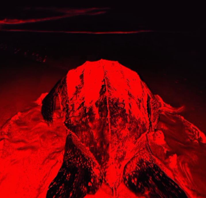 Tortuga laúd durante monitoreo nocturno en Playa Escobilla, Oaxaca.