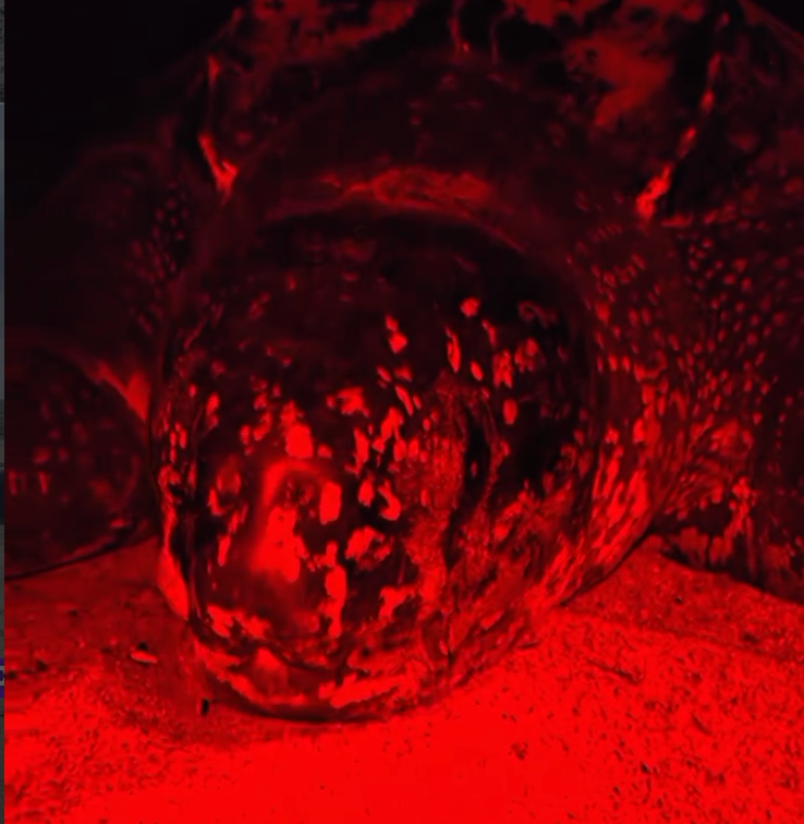 Primer plano de tortuga laúd en recorrido nocturno de conservación en Escobilla.