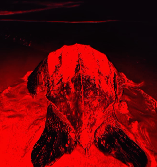 Tortuga laúd en la arena durante monitoreo nocturno en el Santuario Escobilla, Oaxaca.