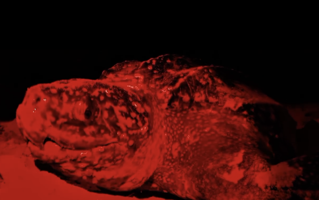 Tortuga laúd anidando en la playa durante monitoreo nocturno en Escobilla, Oaxaca