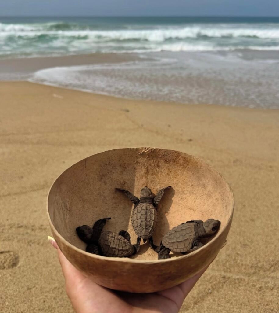 Crías de tortuga marina en recipiente previo a su liberación en Playa Escobilla.