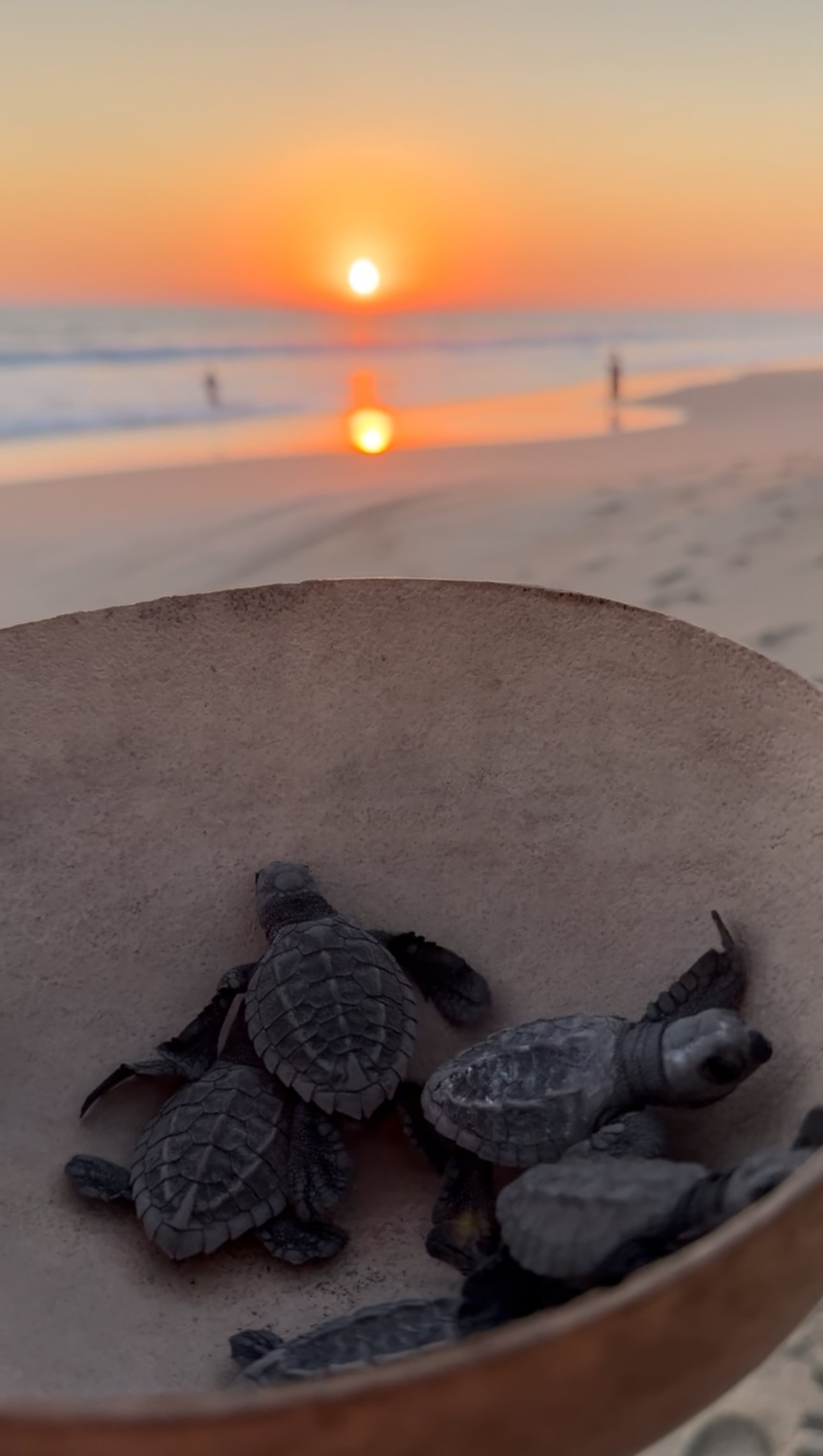 Liberacion de tortugas al atardecer en escobilla oaxaca