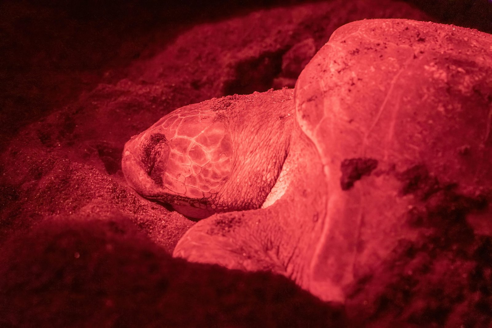 Tortuga laúd durante monitoreo nocturno en Escobilla Oaxaca con luz roja
