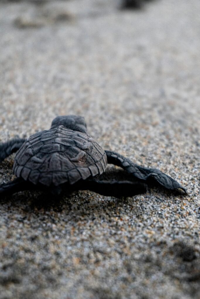 Cría de tortuga marina desplazándose por la arena en Playa Escobilla, Oaxaca, durante su camino hacia el océano.